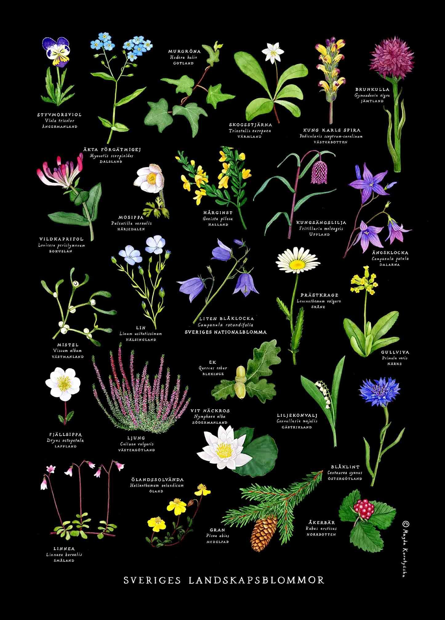 Kort A4 – Sveriges landskapsblommor